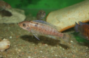 Labeotropheus trewavasae 'Chilumba'